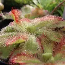 Росянка клинолистная (Drosera cuneifolia)