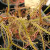 Росянка двойная (Drosera binata)