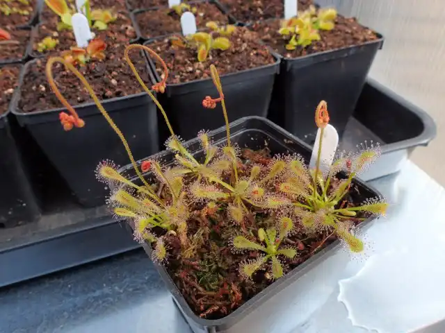 Росянка нидиформис (Drosera nidiformis)
