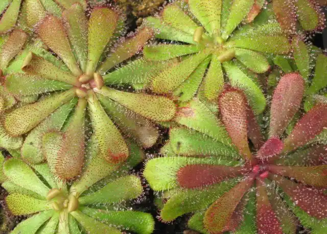 Росянка Хэмильтона (Drosera hamiltonii)