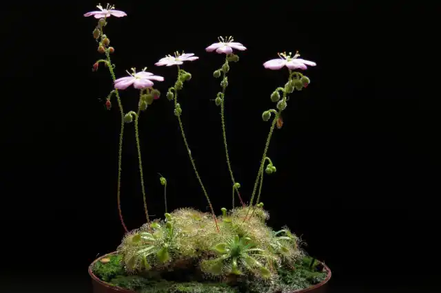 Обычно росянки цветут весной