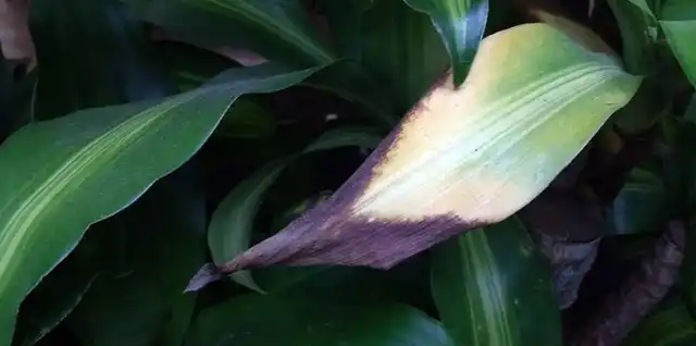 Признаки дефицита калия у комнатного растения