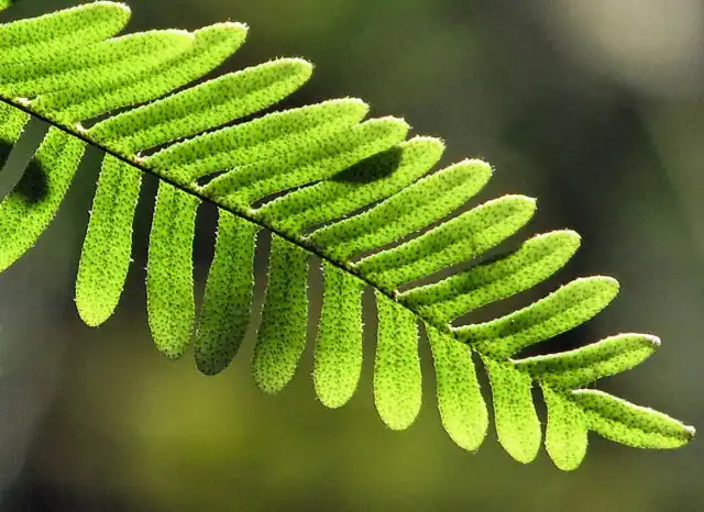Папоротник-многоножка, или Полиподиум многоножкоподобный (Polypodium polypodioides)