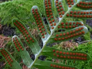 Полиподиум Скулера (Polypodium scouleri)