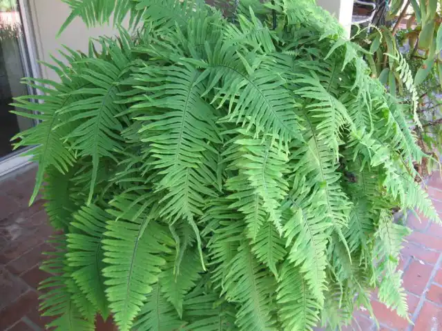 Все полиподиумы - достаточно капризные эпифиты, крайне чувствительные к переувлажнению почвы