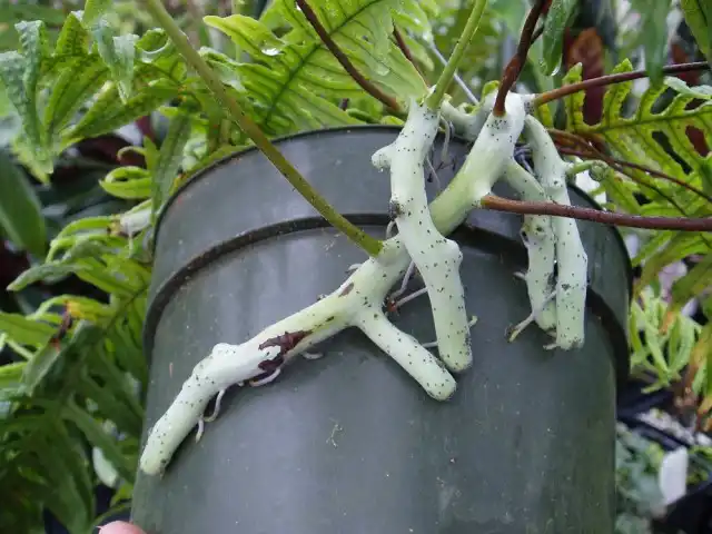 Мощные корневища полиподиума часто проламывают пластик или вылазят из горшка при несвоевременной пересадке