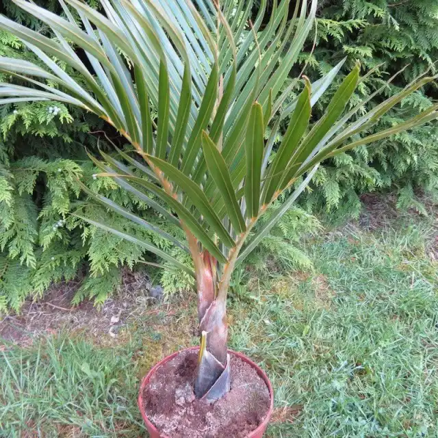 Гиофорба Вершаффельта (Hyophorbe verschaffeltii)