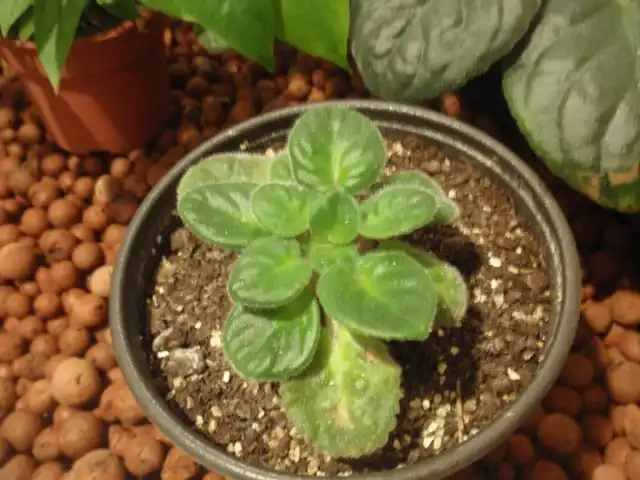 Сразу после пересадки подкормки для фиалок начинать не стоит