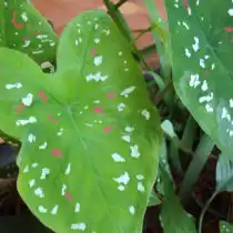 Каладиум Шомбурга (Caladium schomburgkii)