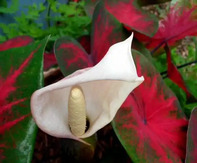 Каладиумы цветут, причем достаточно эффектно, но в комнатным условиях - редко