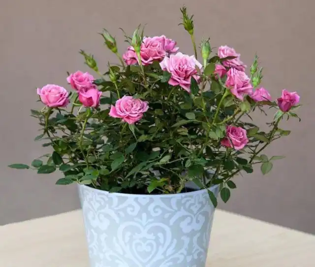 Основное формирование и обрезку побегов проводят только после завершения цветения комнатной розы