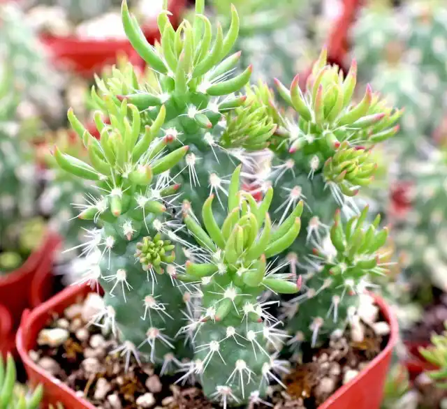 Аустроцилиндропунция шиловидная (Austrocylindropuntia subulata)