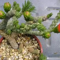 Аустроцилиндропунция Вершаффельта (Austrocylindropuntia verschaffeltii)