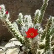 Аустроцилиндропунция покрытая (Austrocylindropuntia vestita)