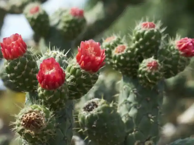 Аустроцилиндропунция цилиндрическая (Austrocylindropuntia cylindrica)