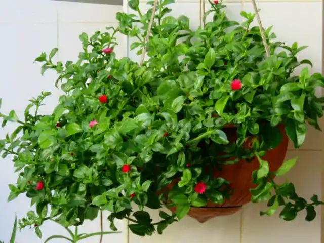 Мезембриантемум сердцелистный, или Аптения сердцелистная (Mesembryanthemum cordifolium)