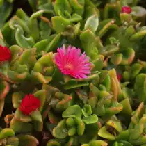 Мезембриантемум ланцетолистный, или Аптения ланцетолистная (Mesembryanthemum lancifolium)