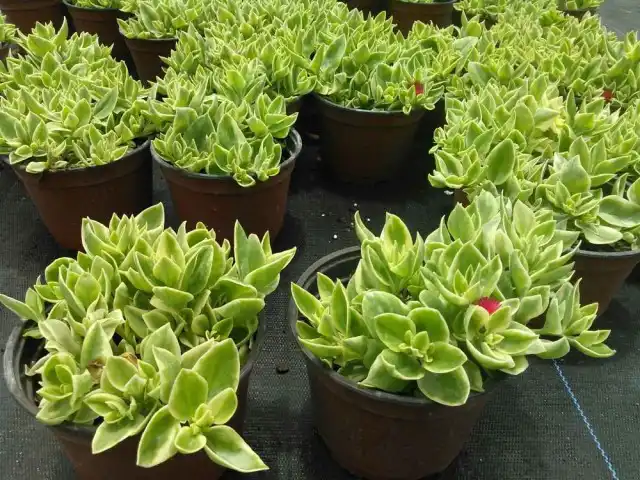 У аптении укореняют и верхушечные, и стеблевые черенки