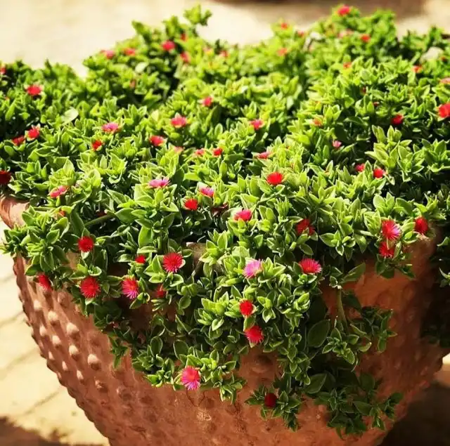 Аптении обожают свежий воздух