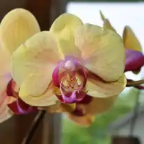Орхидея фаленопсис (Phalaenopsis)
