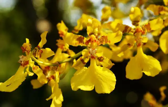 Орхидея онцидий (Oncidium)
