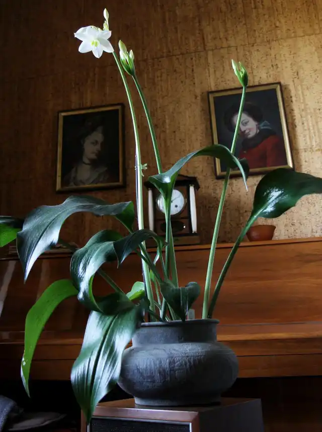 Эухарис амазонский (Eucharis amazonica)