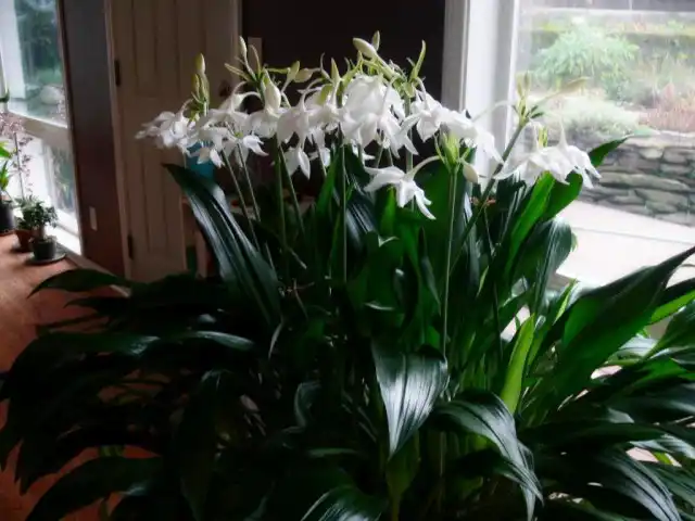 Для полива эухариса можно использовать только отстоявшуюся воду