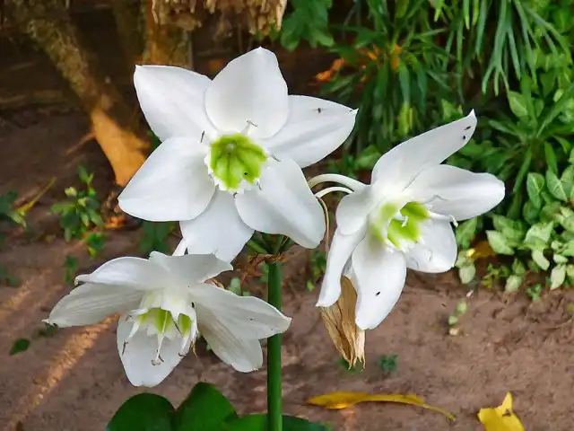 Летом эухарисы прекрасно себя чувствуют на свежем воздухе
