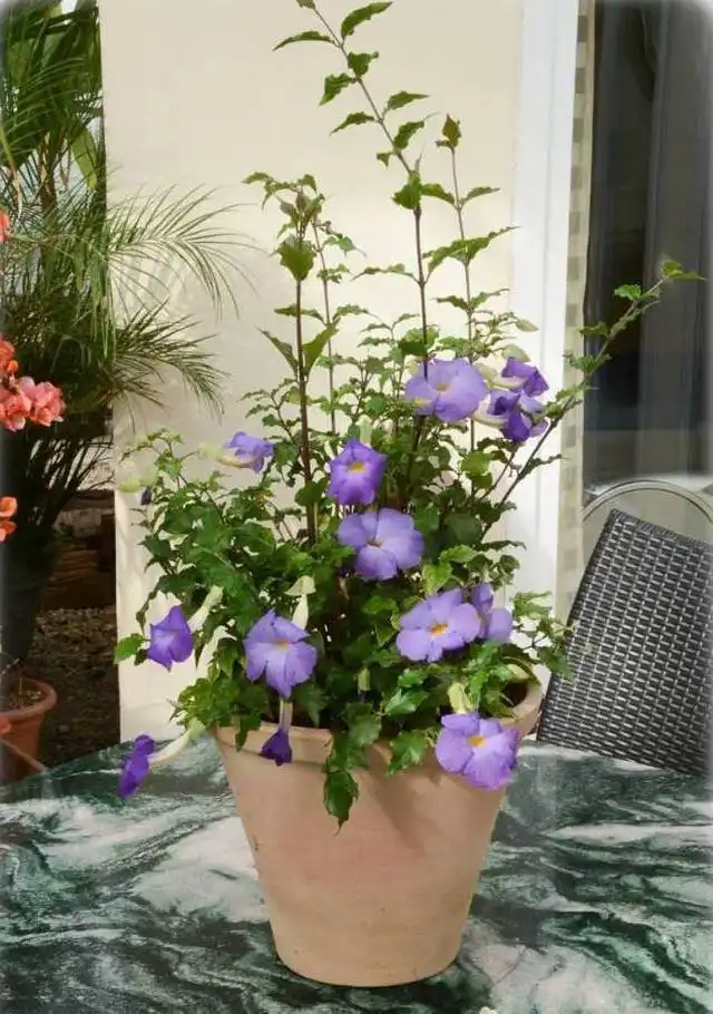 Тунбергия прямостоячая (Thunbergia erecta)