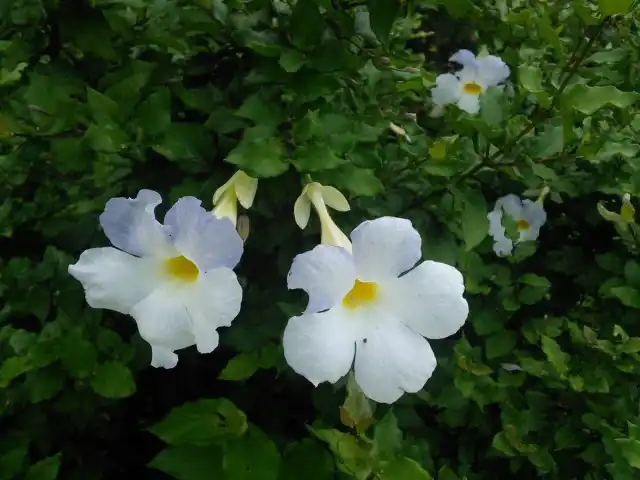 Тунбергия прямостоячая белоцветковая (Thunbergia erecta Alba)