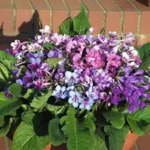 Стрептокарпус Рекс (королевский) (Streptocarpus rexii)