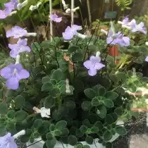 Стрептокарпус скальный (Streptocarpus saxorum)