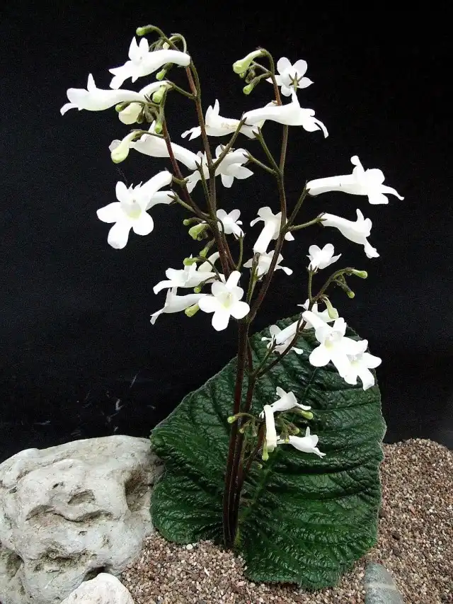 Стрептокарпус Вендленда (Streptocarpus wendlandii)