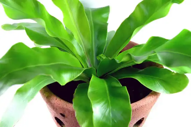 Асплениум (Asplenium)