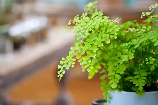 Адиантум, или Курчавый папоротник (Adiantum)