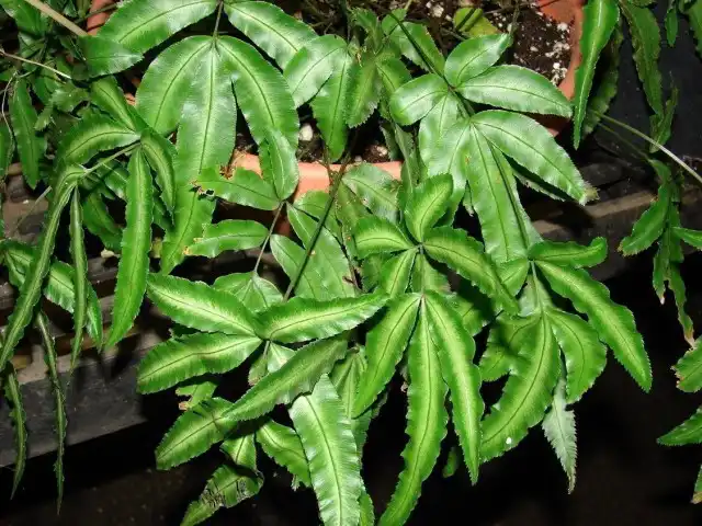 Птерис (Pteris)