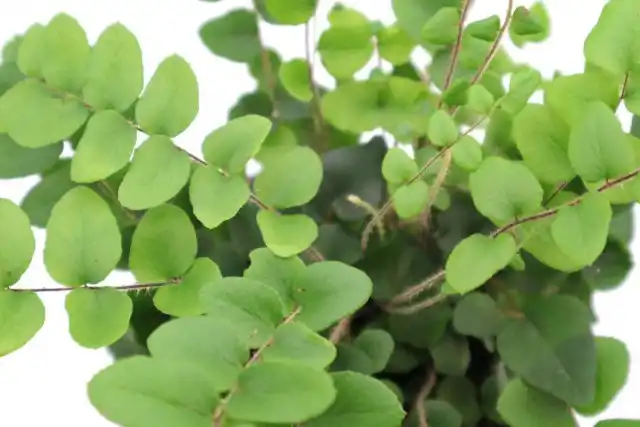 Пеллея (Pellаea)