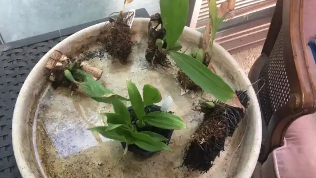 Пафинии размножают разделением крупных кустов и семеек на мелкие группки по 3-4 псевдобульбы в каждой