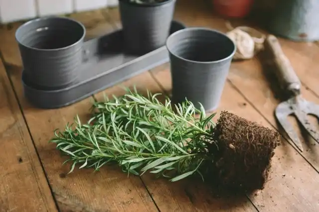 Молодые растения нужно пересаживать каждую весну, увеличивая диаметр горшка на 1-2 см