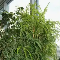 Полисциас папоротниколистный (Polyscias filicifolia)