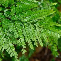 Адиантум красивый (Adiantum formosum)