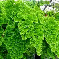 Адиантум нежнейший (Adiantum tenerum)