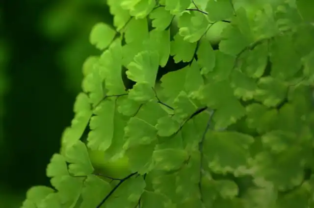 Адиантумы – папоротники некрупные, но очень раскидистые