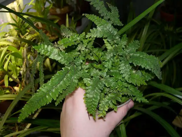 На этом папоротнике проводят только санитарную обрезку