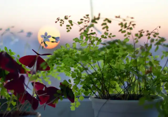 Прямого солнца адиантумы не выносят, о нехватке или избытке освещения они сигнализируют изменением окраса