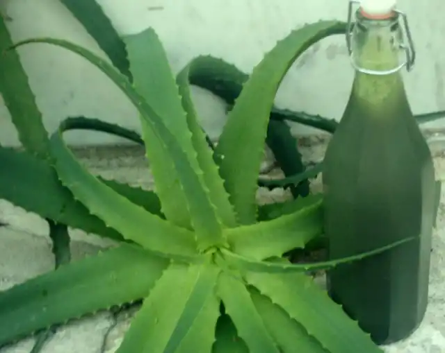 Сок алоэ можно выдавливать вручную или использовать мясорубку, соковыжималку или блендер