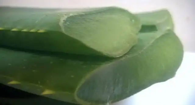 По содержанию полезных веществ соки у древовидного алоэ и алоэ вера примерно одинаковы