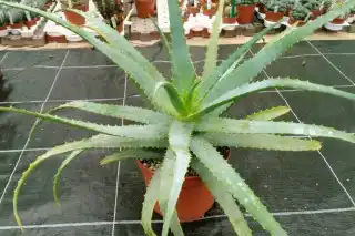 Алоэ древовидное (Aloe arborescens)