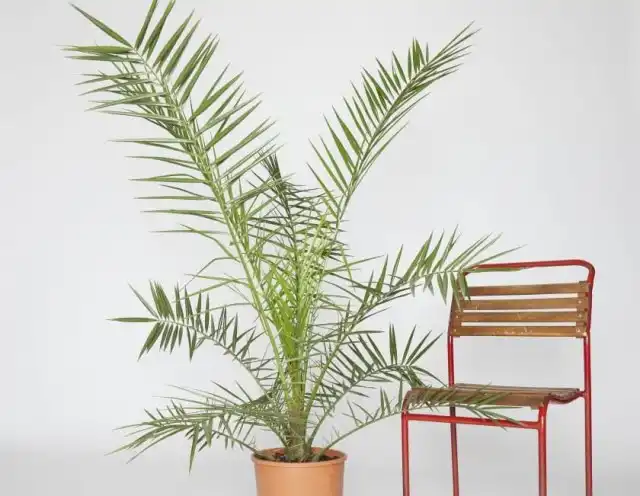 Финик (Phoenix)