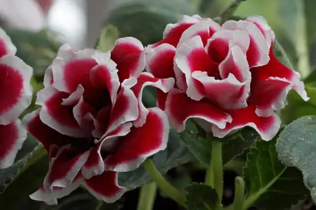 Глоксиния (gloxinia)